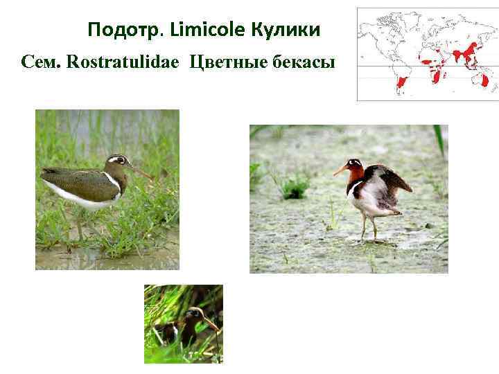 Подотр. Limicole Кулики Сем. Rostratulidae Цветные бекасы 