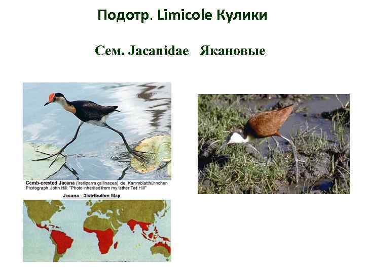 Подотр. Limicole Кулики Сем. Jacanidae Якановые 