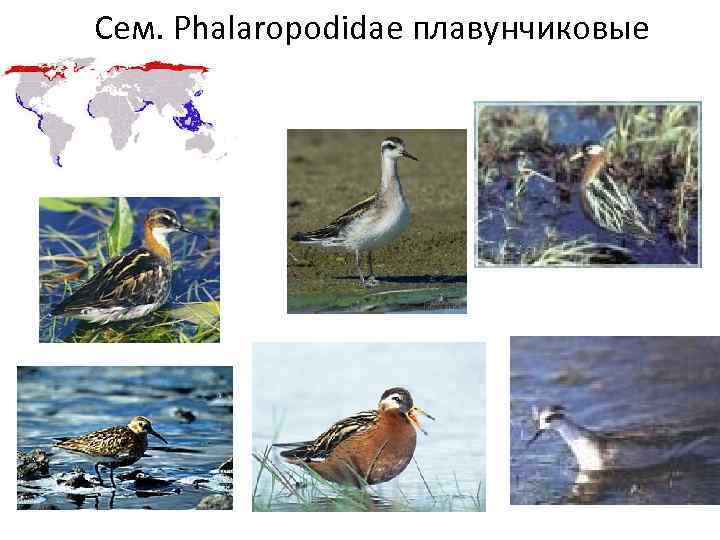 Сем. Phalaropodidae плавунчиковые 