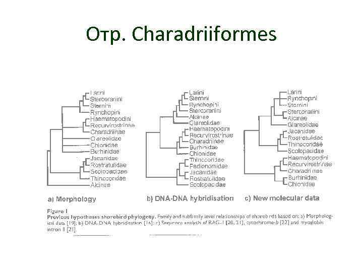 Отр. Charadriiformes 