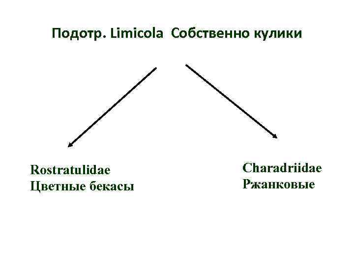 Подотр. Limicola Собственно кулики Rostratulidae Цветные бекасы Charadriidae Ржанковые 