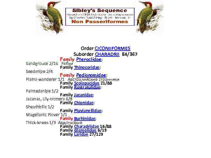 Order CICONIIFORMES Suborder CHARADRII 84/367 Family Pteroclidae: Sandgrouse 2/16 Рябки Family Thinocoridae: Seedsnipe 2/4