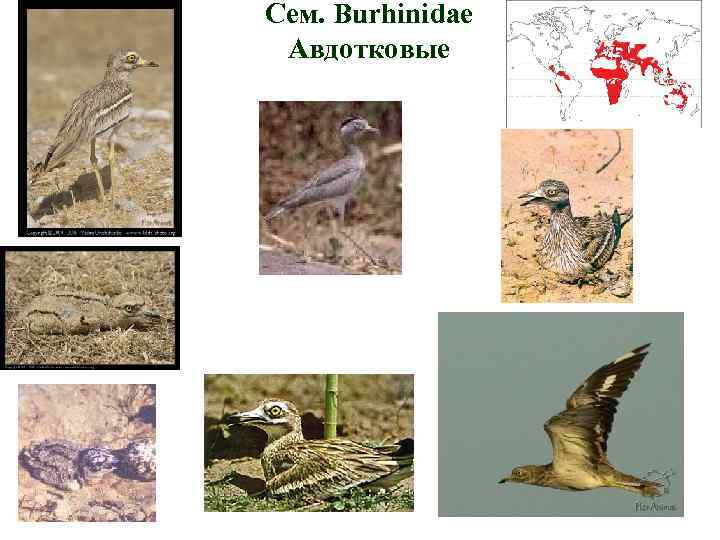 Сем. Burhinidae Авдотковые 