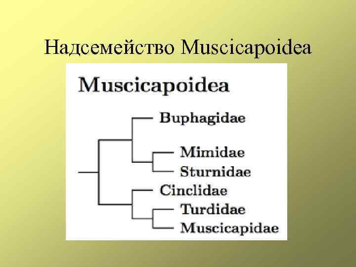 Надсемейство Muscicapoidea 