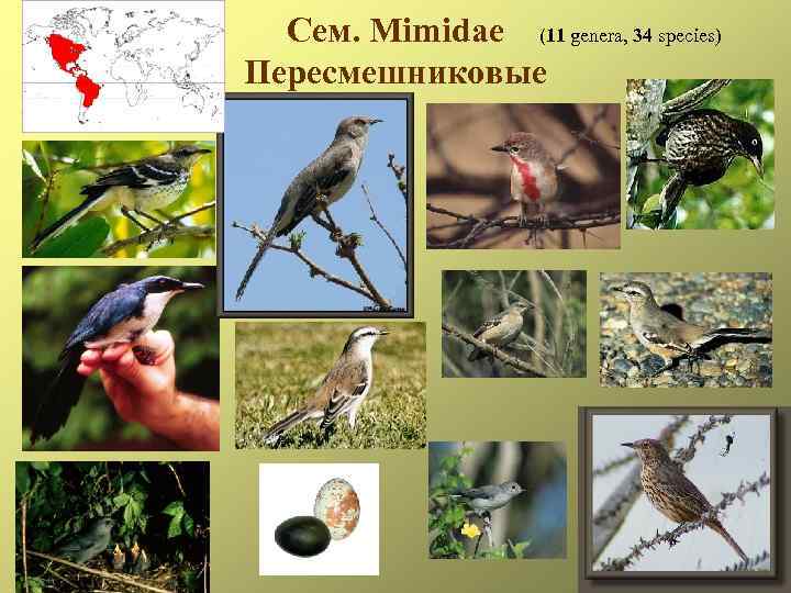 Сем. Mimidae (11 genera, 34 species) Пересмешниковые 