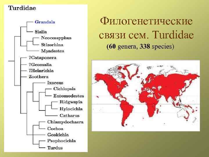 Филогенетические связи сем. Turdidae (60 genera, 338 species) 
