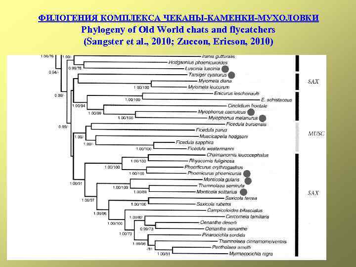 ФИЛОГЕНИЯ КОМПЛЕКСА ЧЕКАНЫ-КАМЕНКИ-МУХОЛОВКИ Phylogeny of Old World chats and flycatchers (Sangster et al. ,