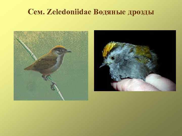 Сем. Zeledoniidae Водяные дрозды 
