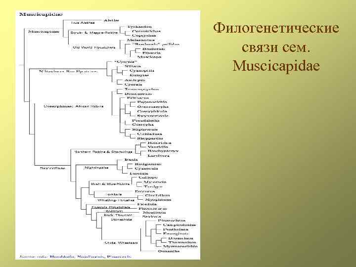 Филогенетические связи сем. Muscicapidae 