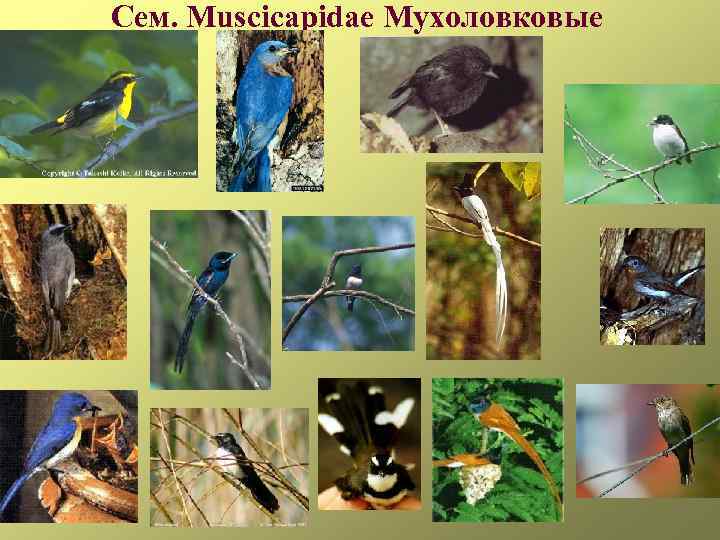 Сем. Muscicapidae Мухоловковые 