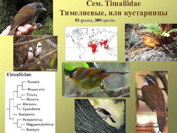 Сем. Timaliidae Тимелиевые, или кустарницы 83 genera, 309 species 