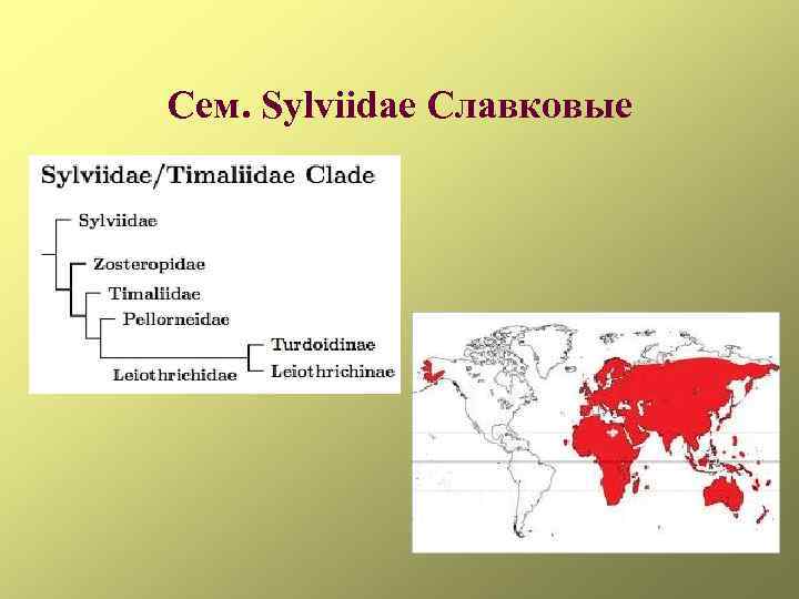 Сем. Sylviidae Славковые 