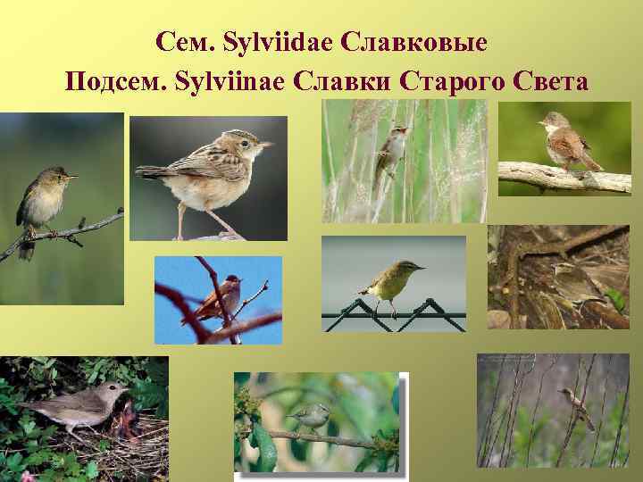 Сем. Sylviidae Славковые Подсем. Sylviinae Славки Старого Света 