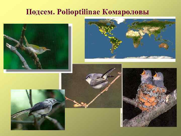 Подсем. Pоlioptilinae Комароловы 