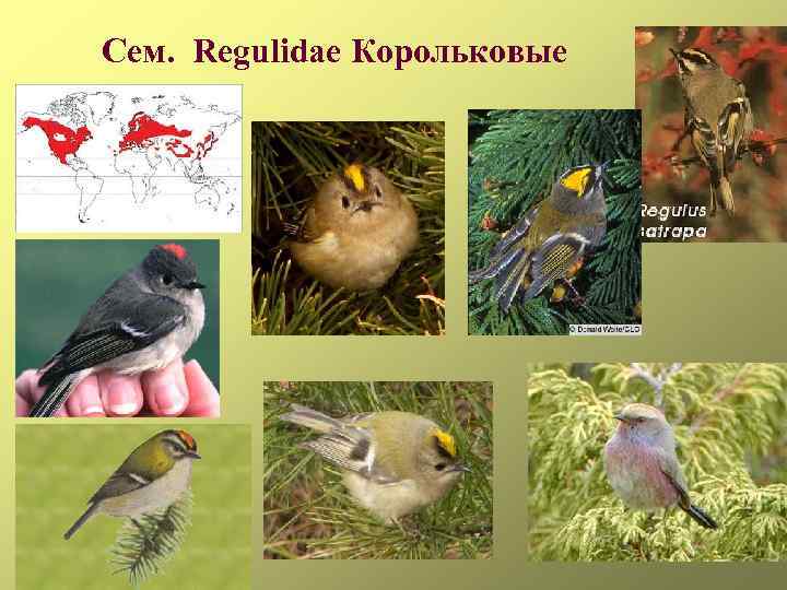 Сем. Regulidae Корольковые 