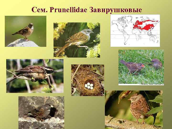 Сем. Prunellidae Завирушковые 