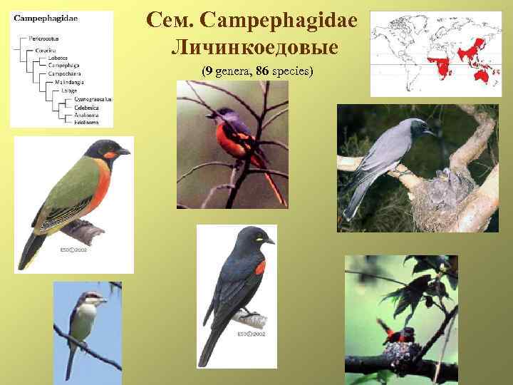 Сем. Campephagidae Личинкоедовые (9 genera, 86 species) 