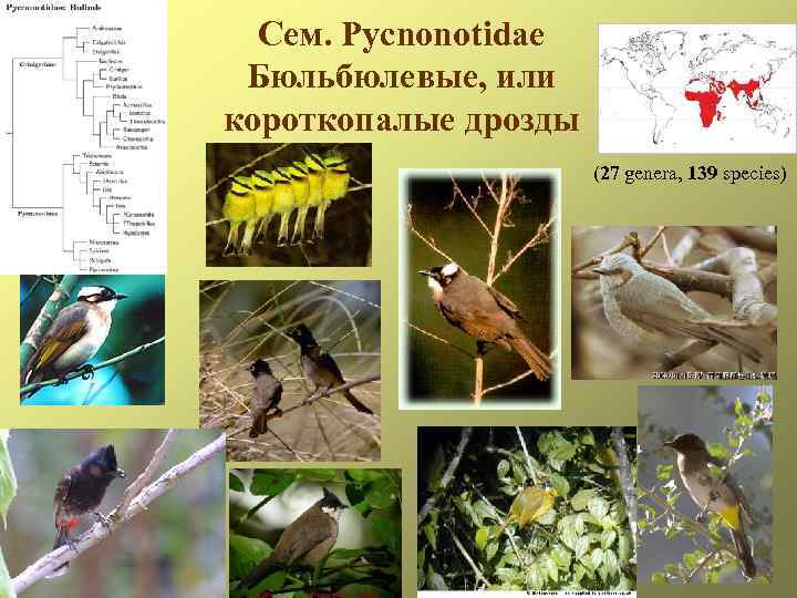 Сем. Pycnonotidae Бюльбюлевые, или корoткопалые дрозды (27 genera, 139 species) 