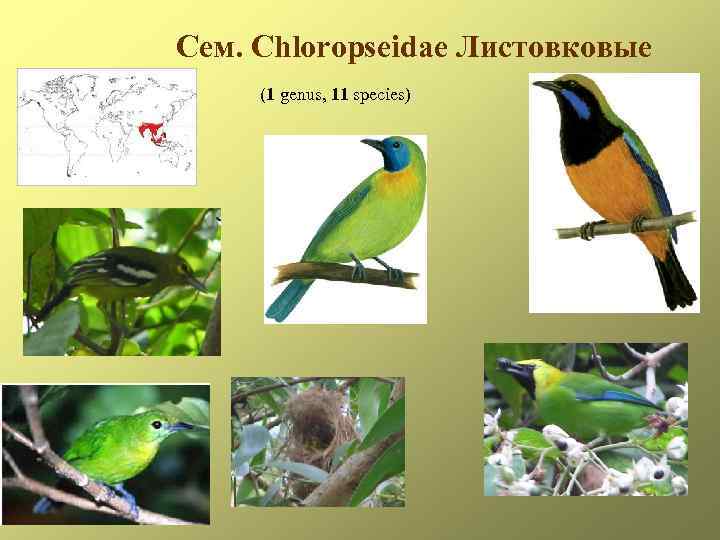 Сем. Chloropseidae Листовковые (1 genus, 11 species) 