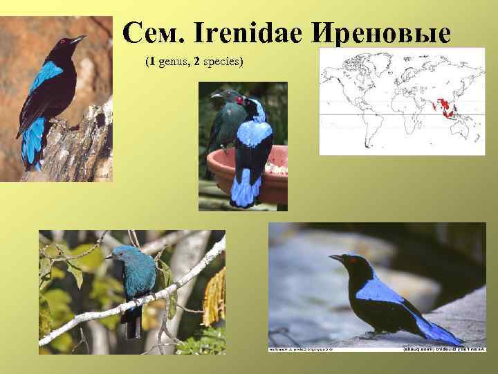 Сем. Irenidae Иреновые (1 genus, 2 species) 