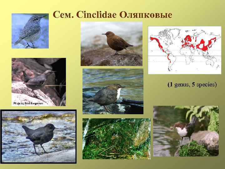 Сем. Cinclidae Оляпковые (1 genus, 5 species) 