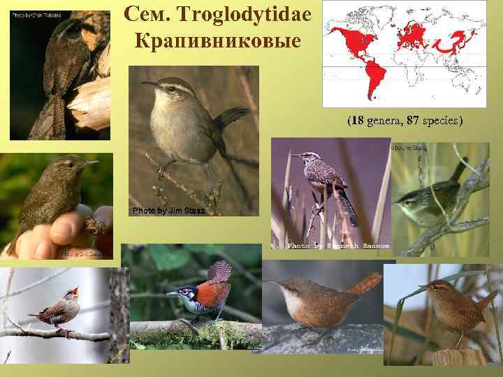 Сем. Troglodytidae Крапивниковые (18 genera, 87 species) 