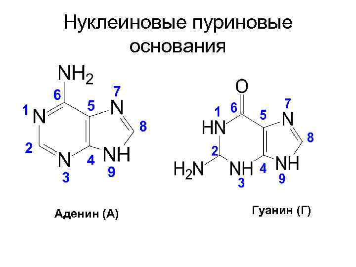 Нуклеиновые пуриновые основания Аденин (А) Гуанин (Г) 