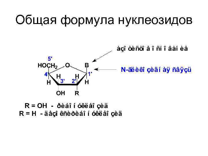Общая формула нуклеозидов 