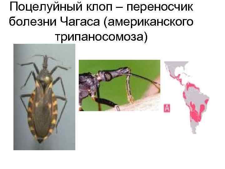 Поцелуйный клоп – переносчик болезни Чагаса (американского трипаносомоза) 