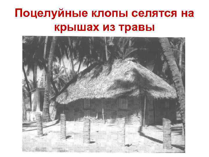 Поцелуйные клопы селятся на крышах из травы 