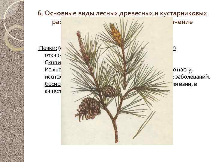 6. Основные виды лесных древесных и кустарниковых растений, имеющих лекарственное значение Сосна обыкновенная Почки: