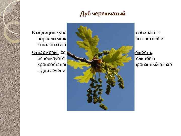 Дуб черешчатый В медицине употребляется кора дуба, которую собирают с поросли молодых ветвей и