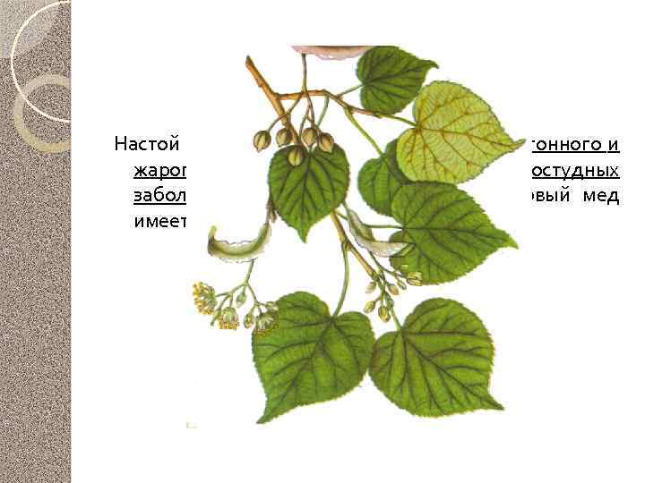 Липа мелколистная Настой цветков применяют в качестве потогонного и жаропонижающего средства при простудных заболеваниях,