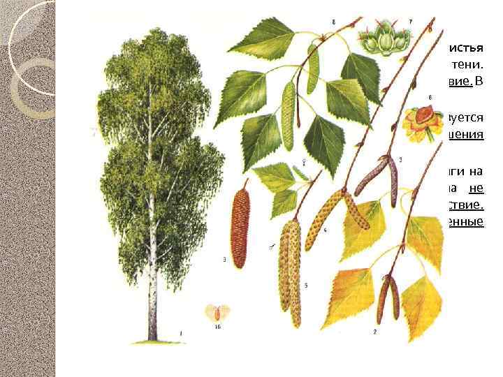 Береза повислая Почки собирают до их распускания, а затем сушат. Листья собирают во время