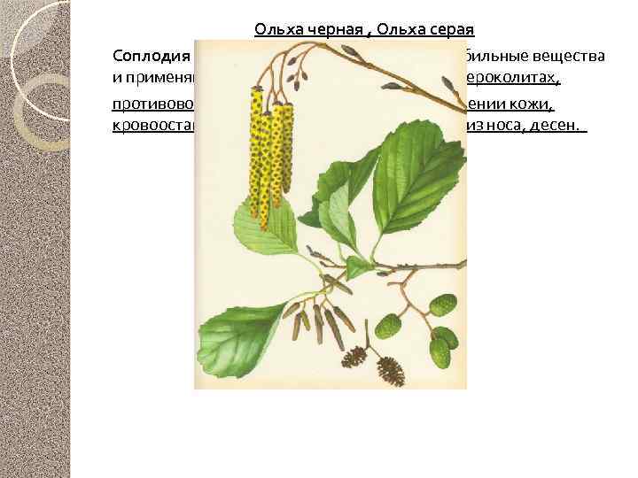 Ольха черная , Ольха серая Соплодия ( «шишки» ) и кора, содержащие дубильные вещества