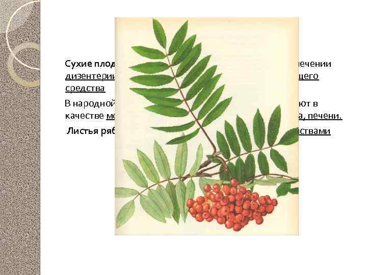 Рябина обыкновенная Сухие плоды и сок свежих плодов применяют при лечении дизентерии и цинги,
