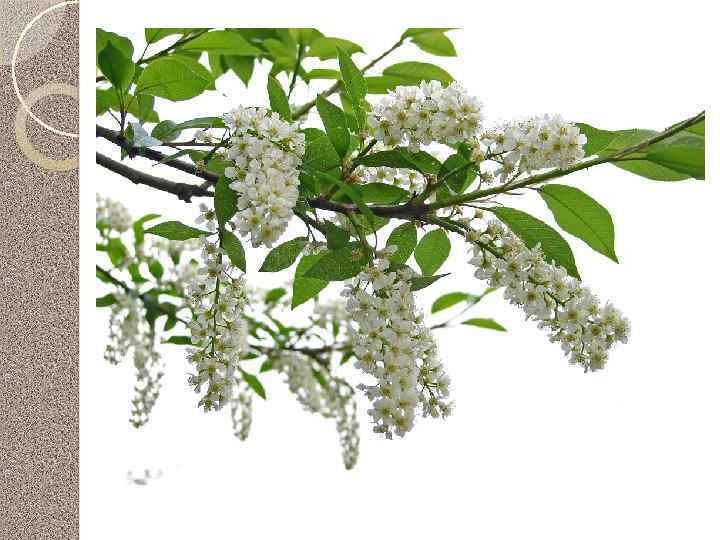 Черемуха обыкновенная Цветки используют для лечения глазных болезней. Плоды применяют при расстройствах кишечника, как