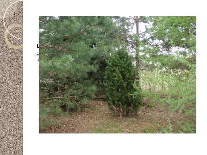 Можжевельник обыкновенный Шишкоягоды применяют как мочегонное средство, как отхаркивающее и для улучшения пищеварения, однако