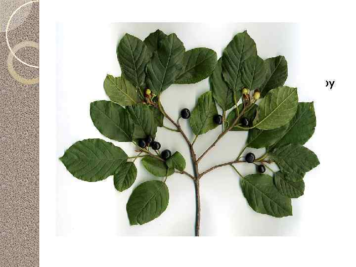 Крушина ломкая Ранней весной до появления листьев собирают кору со стволиков и толстых ветвей