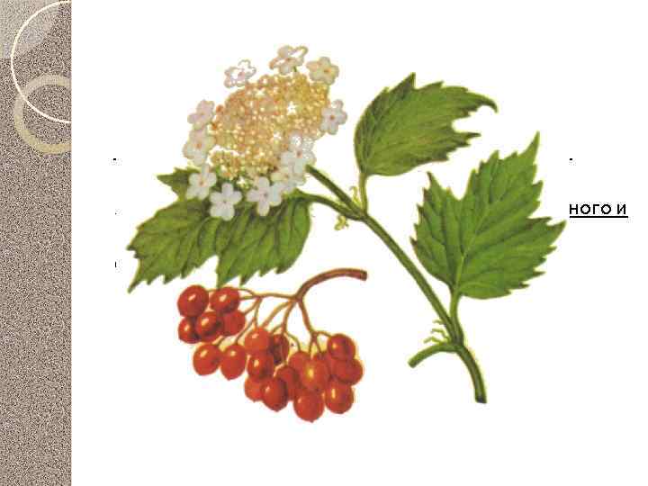 Калина обыкновенная Кора– применяют как кровоостанавливающее и вяжущее средство Ягоды – используются в качестве