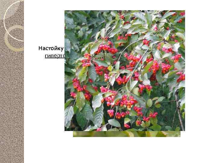 Бересклет бородавчатый Настойку коры бересклета рекомендуют для лечения гипертонической болезни 