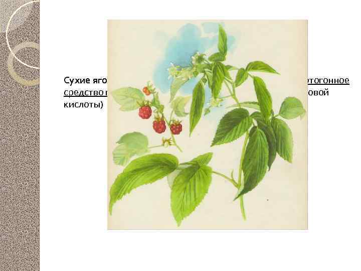 Малина обыкновенная Сухие ягоды и веточки заваривают и используют как потогонное средство при простудных