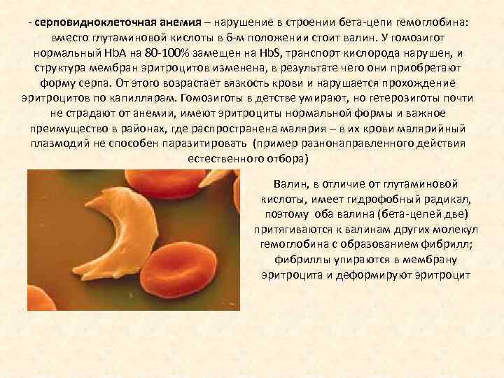 - серповидноклеточная анемия – нарушение в строении бета-цепи гемоглобина: вместо глутаминовой кислоты в 6