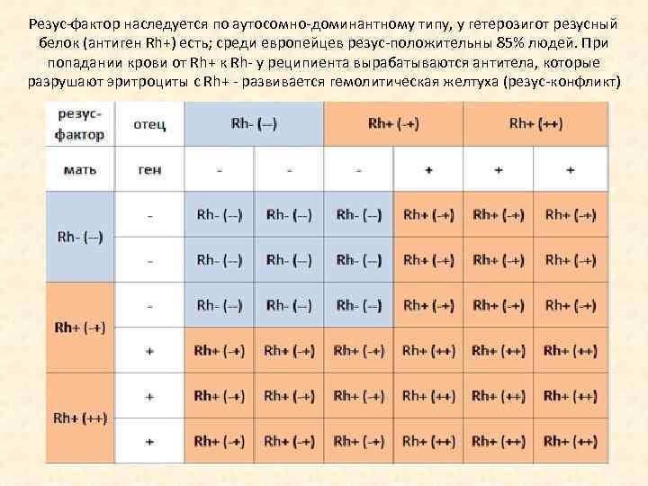 Резус-фактор наследуется по аутосомно-доминантному типу, у гетерозигот резусный белок (антиген Rh+) есть; среди европейцев