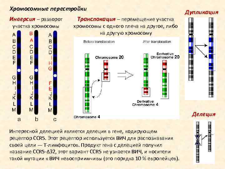 Изменения происходящие в генах это. Транслокация Гена. Делеция дупликация инверсия транслокация. Хромосомные мутации инверсия делеция. Схема транслокации хромосом.