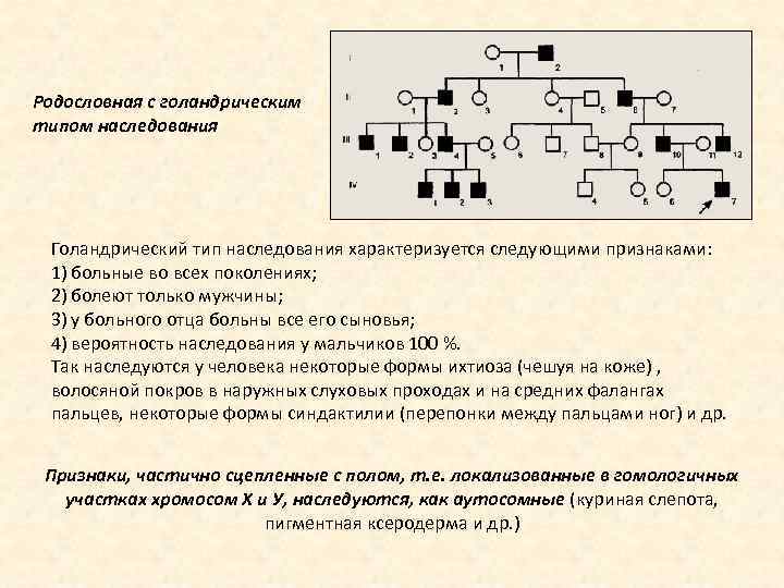 Псевдоаутосомное и голандрическое наследование