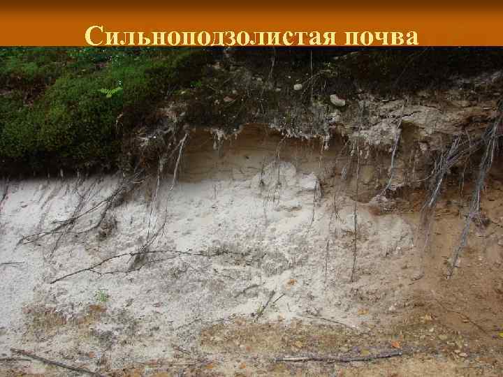 Сильноподзолистая почва 