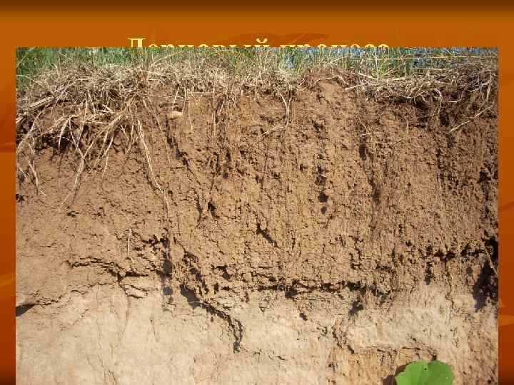 Дерновый процесс 