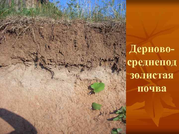 Дерновосреднепод золистая почва 