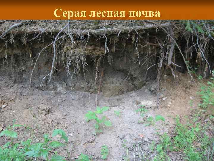 Серые лесные почвы в республике татарстан